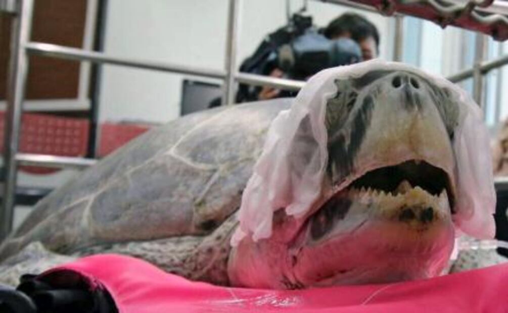 Extraen 915 monedas a una tortuga marina en Tailandia