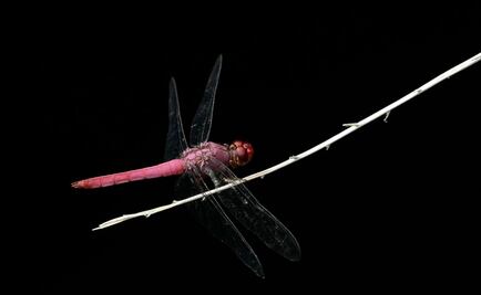 BID apoya con préstamo millonario el patrimonio de Panamá