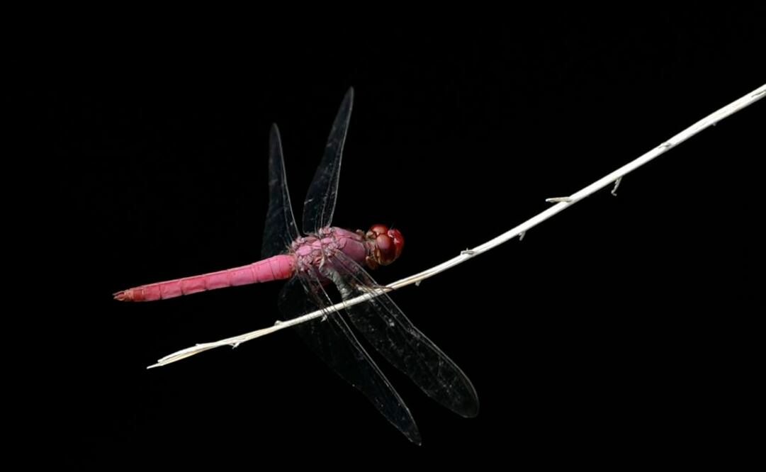 una libélula se posa sobre una rama en el interior de un pozo de agua en Fuerte San Lorenzo, uno de los sitios que se busca proteger con el préstamo. FOTO: Archivo.