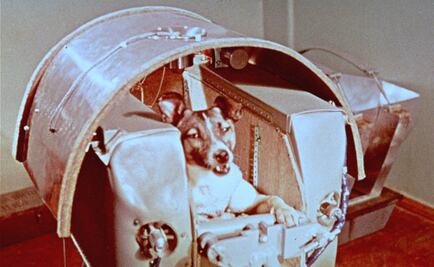 Laika, la perrita que conquistó el espacio y no volvió