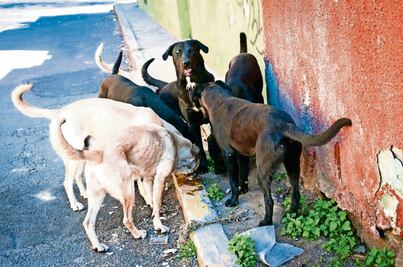 Buscan regular protección de animales