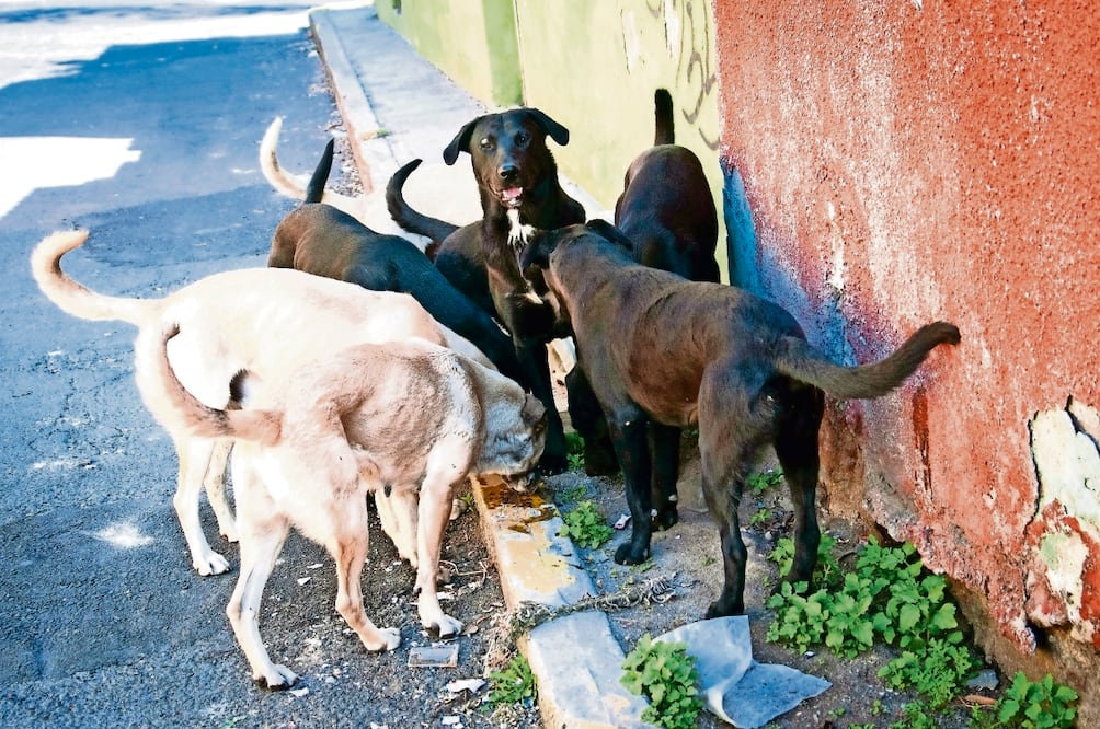El abandono de perros y gatos ha aumentado en los últimos años, dice diputada. Foto: Archivo / El Universal