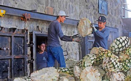 Sobreoferta de agave afecta a tequileros