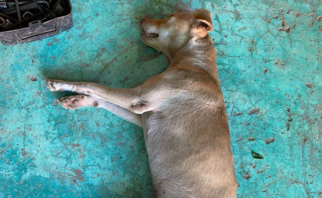Un perrito fue atropellado por un taxi que incluso le pasó el carro en dos ocasiones . Foto: Especial
