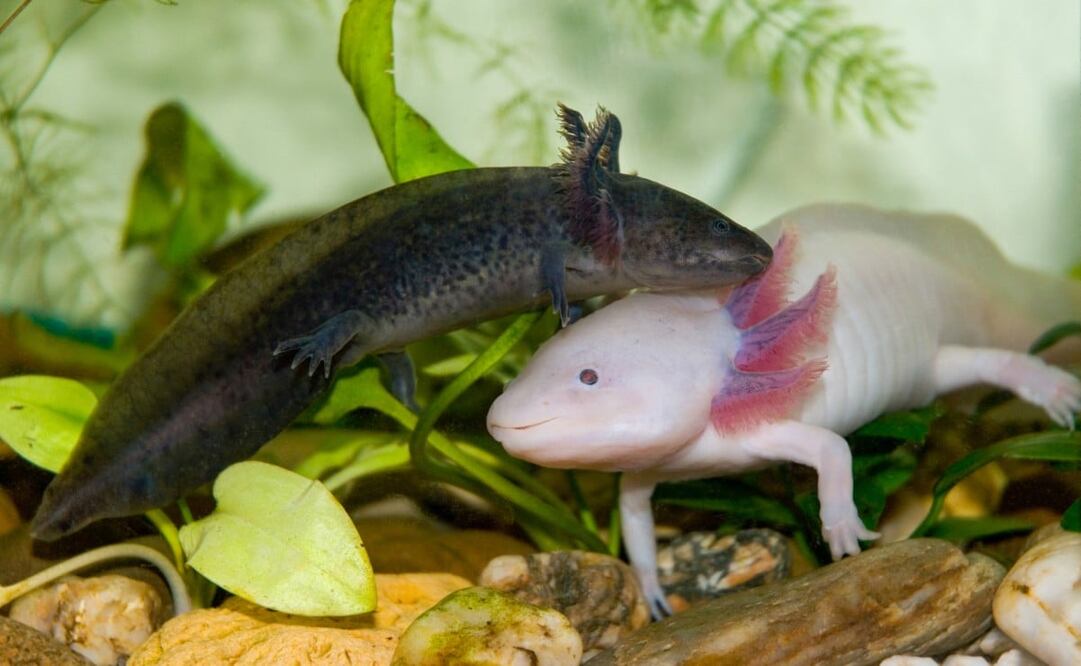 Axolotl en náhuatl significa "monstruo de agua". Foto: iStock