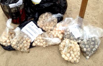 Detienen a dos con 436 huevos de tortuga en Colima