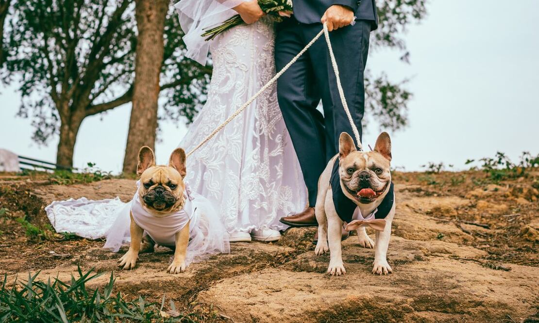 Boda pet friendly. Fuente: Pexels