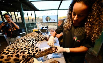 Refugios atienden a jaguares heridos tras incendios en Brasil; cambio climático causa sequía histórica, revelan expertos