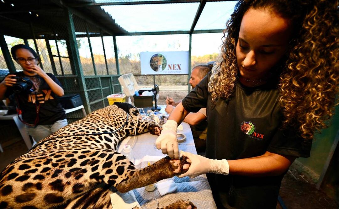 Un veterinario trabaja en las patas de Itapira, una joven jaguar que se quemó las patas durante los recientes incendios del Pantanal. Foto: AFP