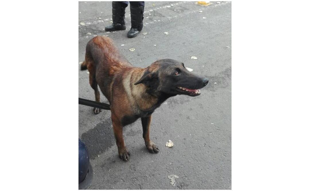 Los perros han sido fundamentales en los rescates tras el sismo. Foto: Suzzete Alcántara / EL UNIVERSAL