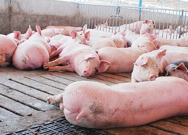 México refuerza medidas de sanidad ante caso de peste porcina en República Dominicana