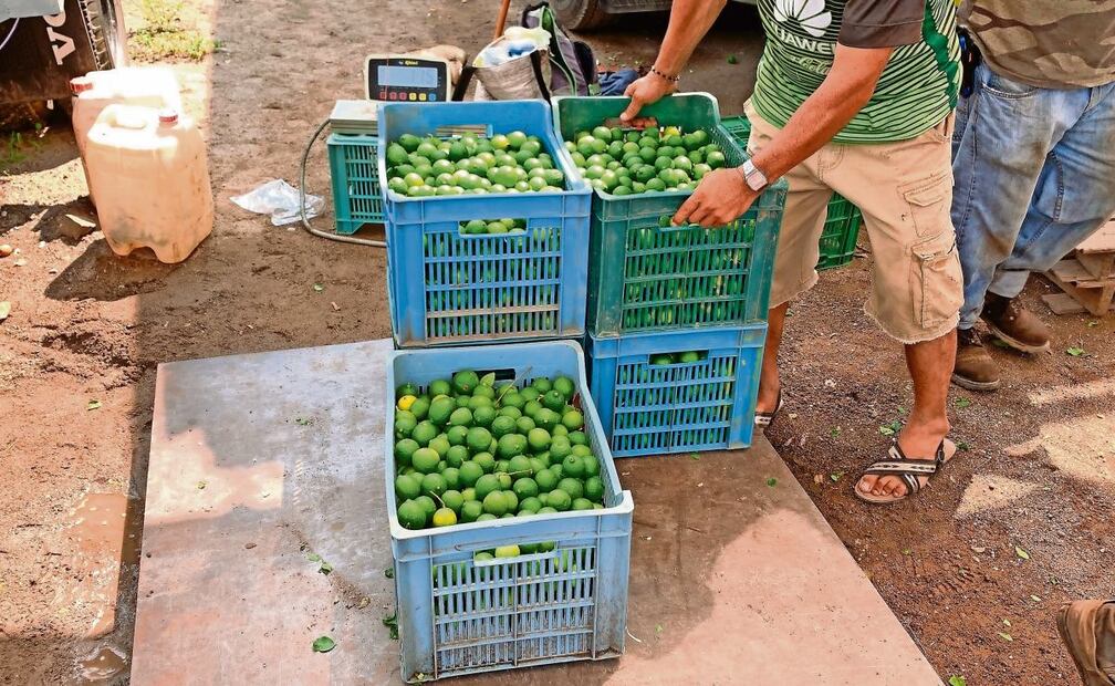 Los productores de limón son extorsionados por Los Viagras, Blancos de Troya, CJNG, Caballeros Templarios, Cártel de la Virgen y el Cártel de Tepalcatepec. Foto: Especial