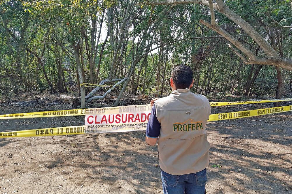 La Procuraduría Federal de Protección al Ambiente, a través de operativos, busca detener a talamontes. En imagen de febrero pasado, inspectores de la dependencia realizan la clausura de la zona de humedales de la laguna de Juluapan, en Manzanillo, Colima.