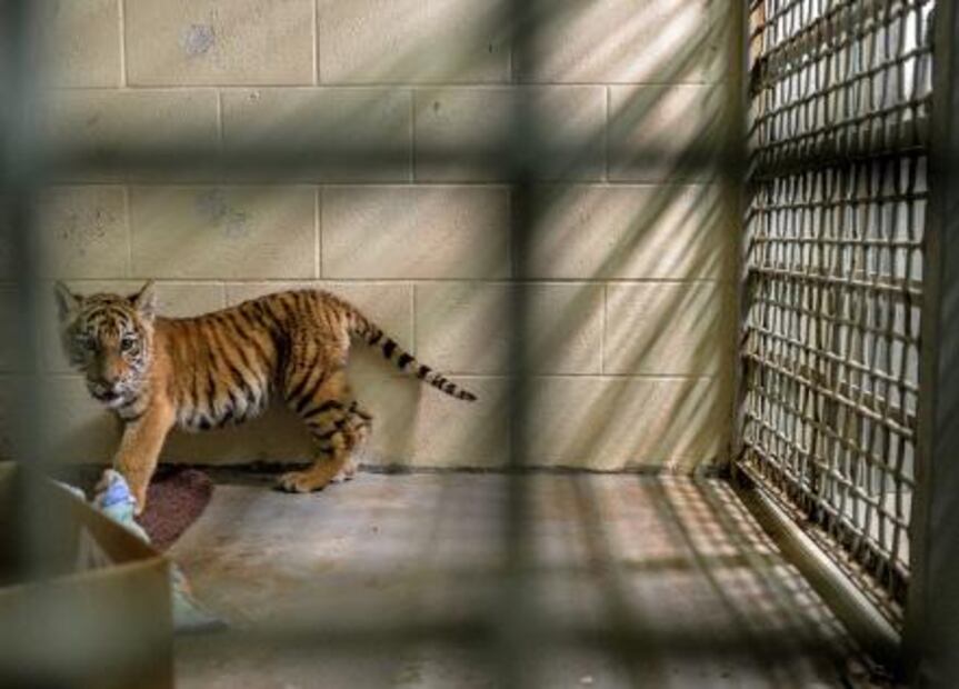 Contrabandistas abandonan a cachorro de tigre en la frontera Texas-México