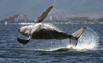 Vinculan cambio climático con propagación de virus mortal en mamíferos marinos