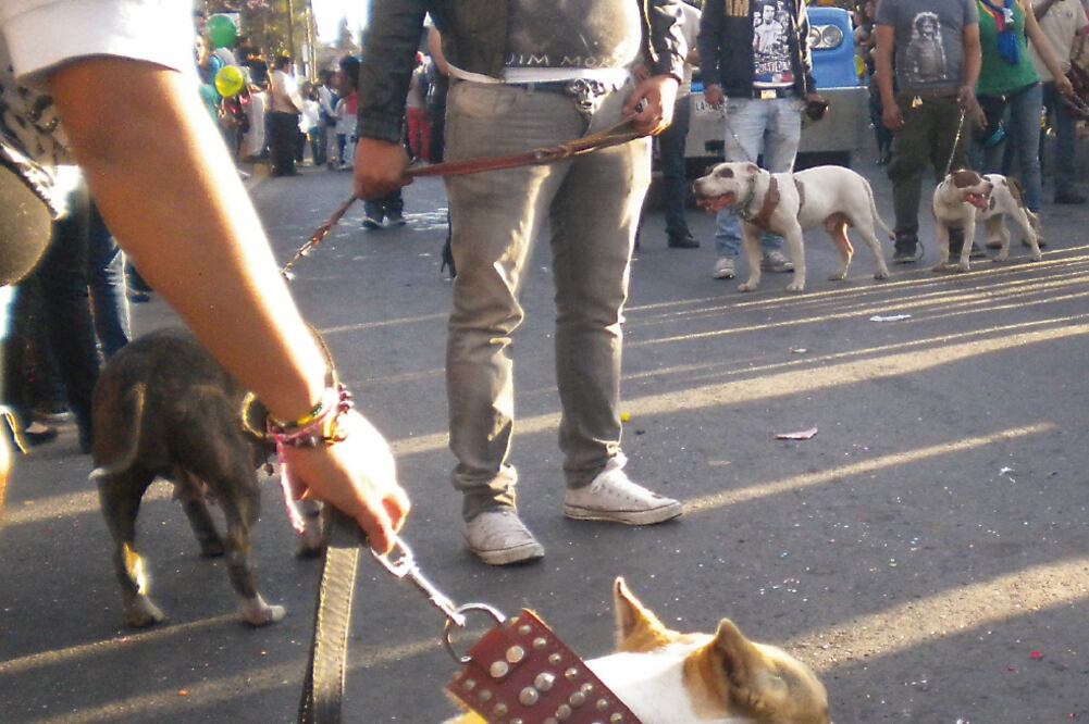 Respeto a la fauna. El proyecto avalado se enfoca en que a los animales se les suministre agua y alimento suficientes para que estén sanos (ARCHIVO EL UNIVERSAL)