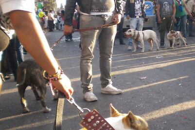 Senadores van contra las peleas de perros