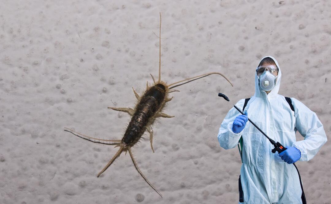 La presencia de pececillos de plata en tu hogar puede ser señal de problemas mayores, como humedad excesiva y acumulación de suciedad. 
Foto: El Universal