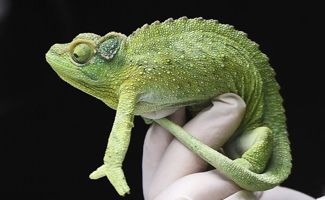 La lengua del camaleón puede alcanzar distancias equivalentes hasta a dos veces su propio cuerpo. FOTO: Archivo/ EL UNIVERSAL