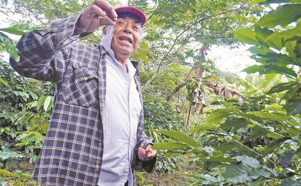 “El corte de café es nuestra mejor fiesta decembrina”, dice agricultor