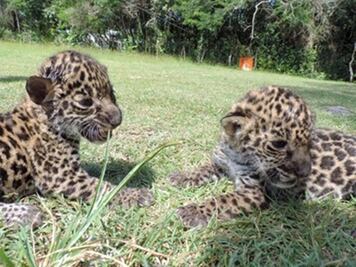 Rescatan a dos crías de jaguar en Campeche 