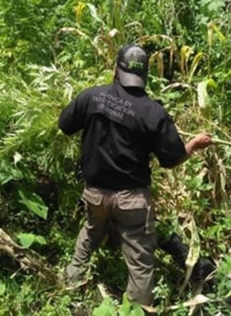 Destruyen seis mil plantas de marihuana en Chiapas