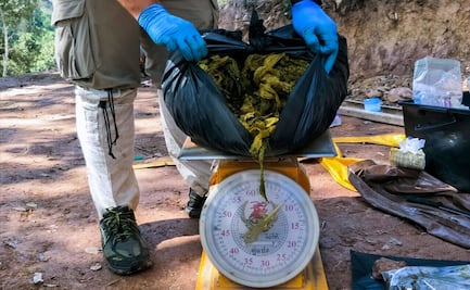 Hallan ciervo muerto en Tailandia con más de 7 kilos de plástico en su estómago 