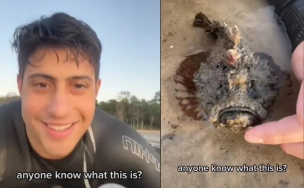 Aloe Vera Ferox, la planta marina que causó pánico en redes sociales por parecer extraterrestre