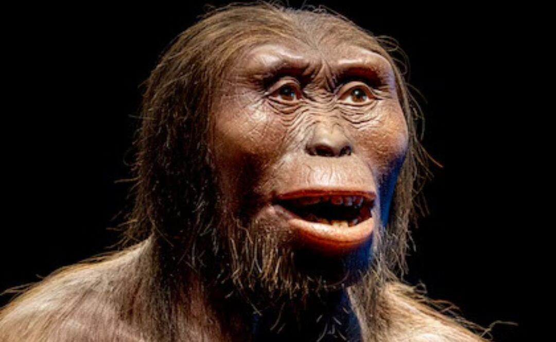 Lucy ha sido una referencia ineludible en la paleoantropología. Fuente: Freepik.