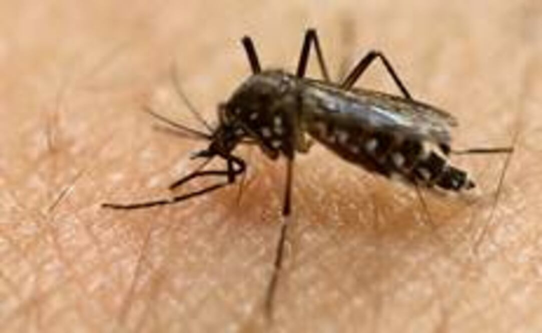 Virus Zika, el mal de América