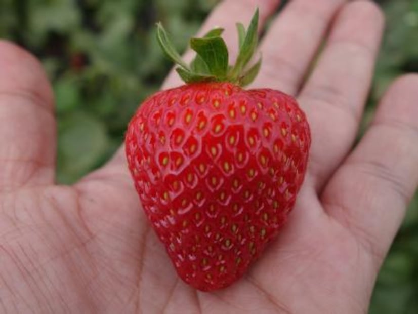 ¿Cómo desinfectar perfectamente las fresas?