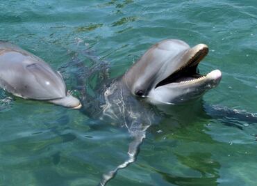 Investigan causas de muerte de más de 270 delfines en Golfo de México