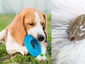 Así se pueden eliminar los huevos de pulga en perros, según veterinaria