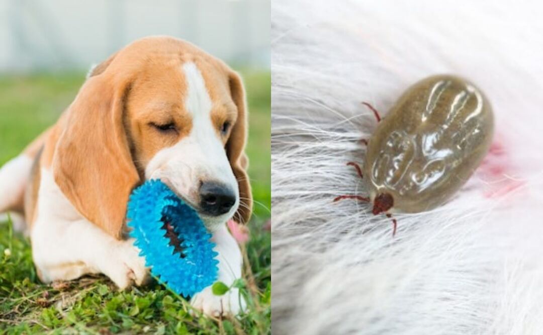 La gestión efectiva de los huevos de pulgas es crucial para mantener el bienestar de los perros. Fuente: Freepik.