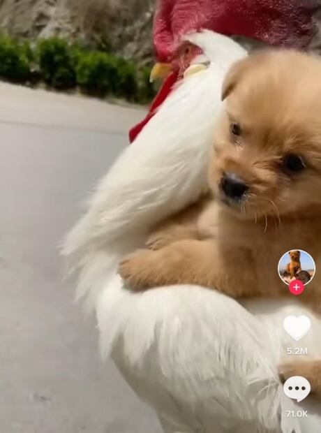 Video viral: perrito pasea sobre un gallo y causa furor en TikTok