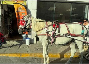 Denuncian maltrato a caballo de calesa en Yucatán; el animal tiene una herida en su cuerpo