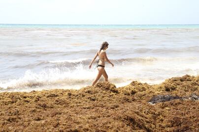 Las playas aptas y no aptas para visitar estas vacaciones: Cofepris  