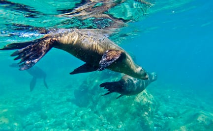 Encuentran a miles de lobos marinos muertos en Namibia