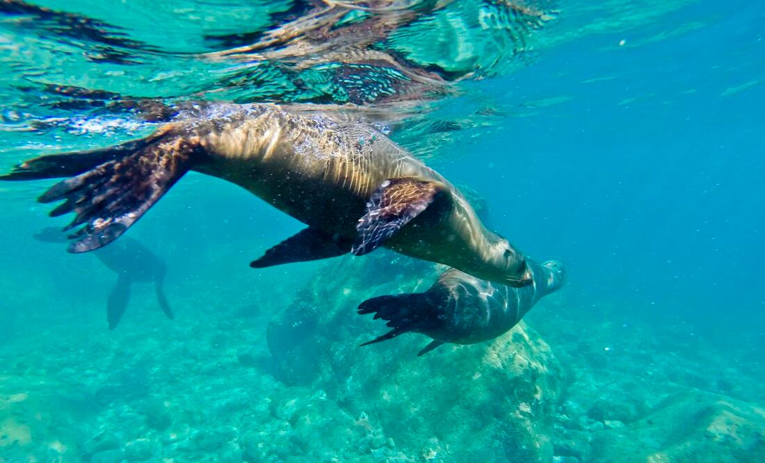 (Foto: Archivo / EL UNIVERSAL)