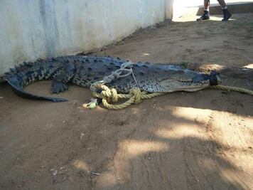 Inundaciones sacaron de su hábitat a 14 cocodrilos en Oaxaca