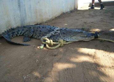 Inundaciones sacaron de su hábitat a 14 cocodrilos en Oaxaca
