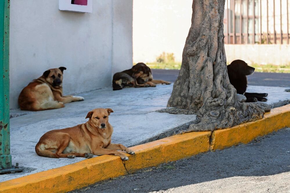 Entre la población callejera han detectado enfermedades zoonóticas, que se transmiten de perros a humanos, señaló funcionaria. Foto: Jorge Alvarado