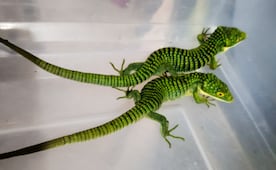 Rescatan 13 dragones mexicanos ocultos en paquetería; reptiles iban a ser enviados ilegalmente a Hong Kong