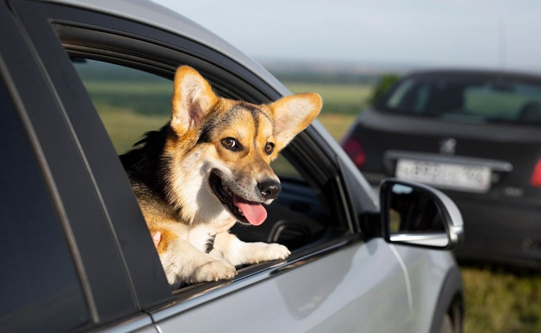 Así debes viajar con tu perro en el auto. Foto: Freepik