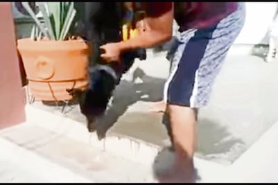 Envenenan a 24 perros para limpiar alcaldía