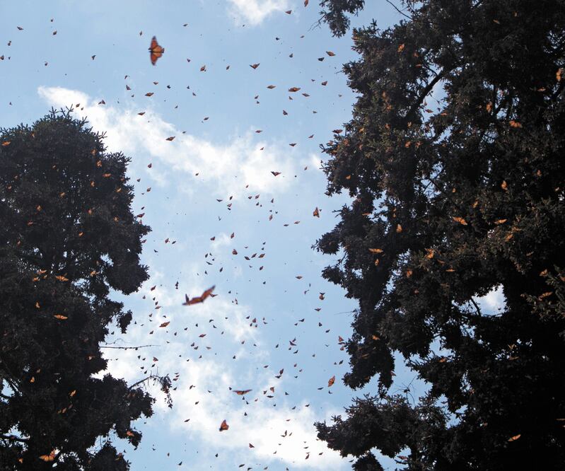 En 2018 llegaron alrededor de 200 millones de mariposas y se estima que este año arribó un número similar, de acuerdo con Silvestre de Jesús Cruz, trabajador del santuario El Rosario. CHARBELL LUCIO/EL UNIVERSAL