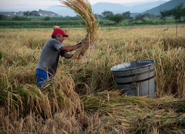 Arroz de Morelos, el orgullo de un estado