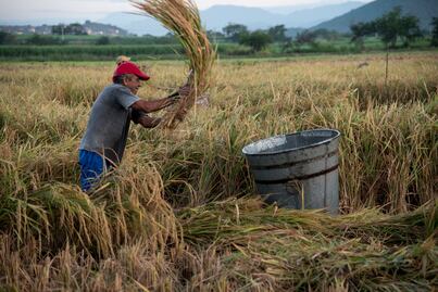 Arroz de Morelos, el orgullo de un estado