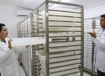 Yucatán combate al dengue con “mosquitos buenos”