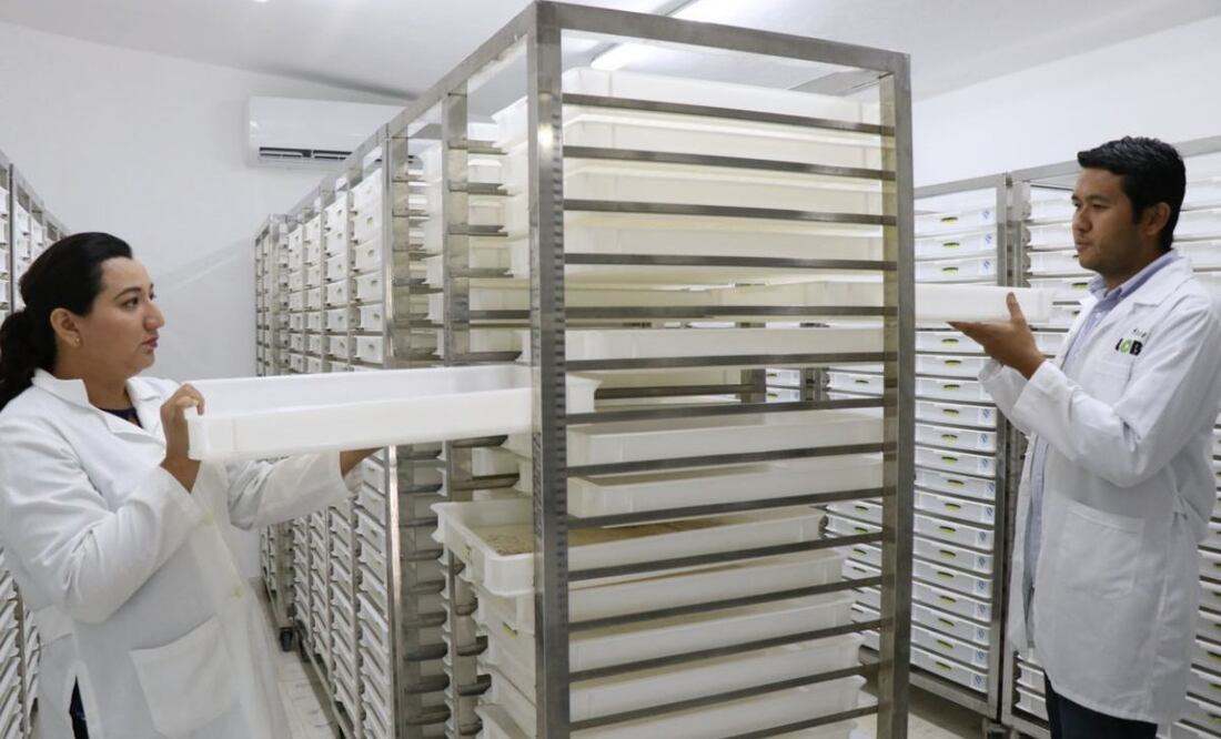 Yucatán usará "moscos buenos" para contrarrestar moscos del aedes aegypti, transmisores del dengue, chikingunya y zika.
Foto: Especial